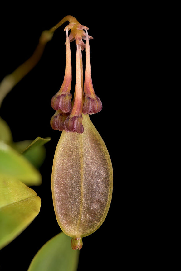 Bulbophyllum physometrum sp.