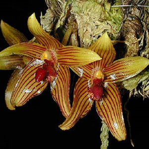 Bulbophyllum psittacoglossum sp.