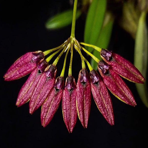 Bulbophyllum retusiusculum  fma. 'Red' sp.
