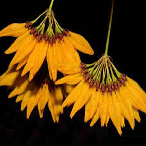 Bulbophyllum retusiusculum fma. 'Yellow' sp.