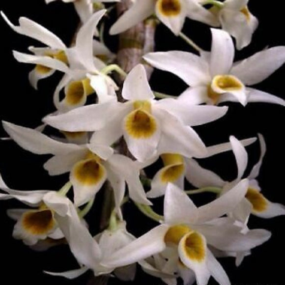 Dendrobium rhombeum sp.