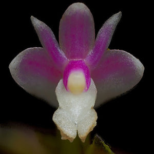 Dendrobium rosellum sp.