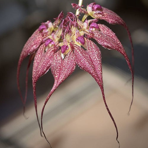 Bulbophyllum rothschildianum sp.