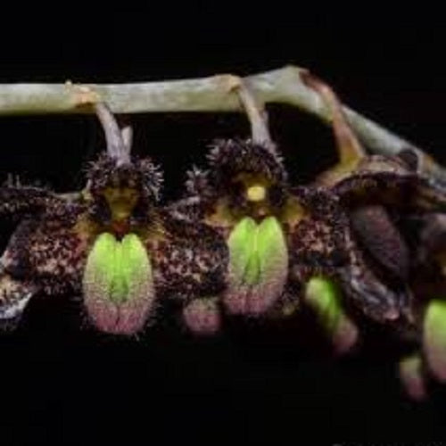 Bulbophyllum scaphiforme sp.