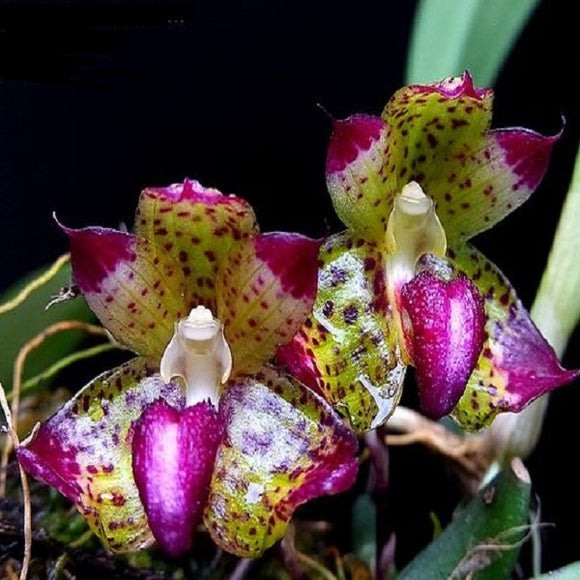 Bulbophyllum signatum sp.