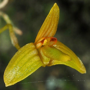 Bulbophyllum simplicilabellum sp.