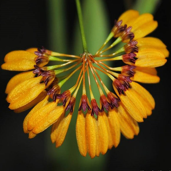 Bulbophyllum skeatianum sp.