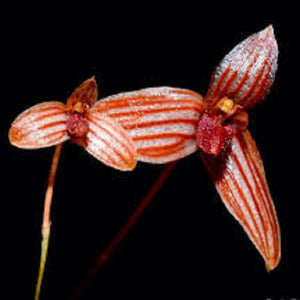 Bulbophyllum tenellum sp.