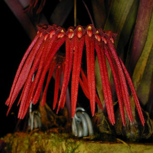 Bulbophyllum thaiorum sp.