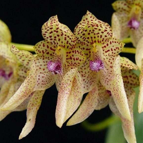 Bulbophyllum umbellatum sp.