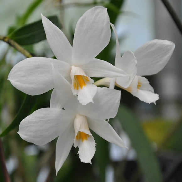 Dendrobium wattii sp.,
